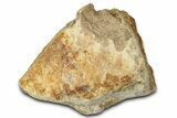 Dinosaur (Triceratops) Frill Shield Section - Montana #347964-1